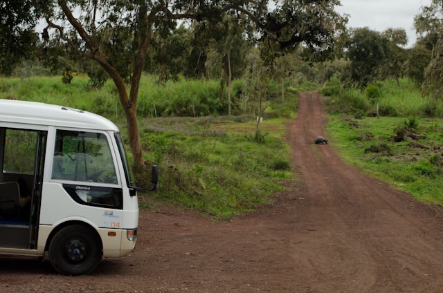 Why did the tortoise cross the road? I don't know - but it's been a great day for bad jokes! Photo © 2014 Aaron Saunders
