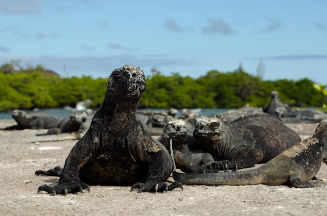 ...not that the Iguanas cared. Photo © 2014 Aaron Saunders