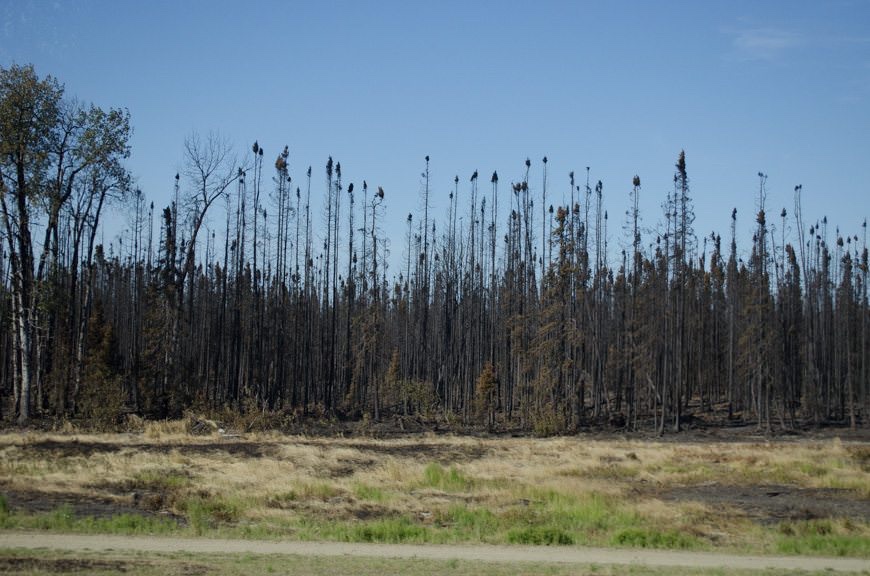Recent forest fire activity near the town of Willow, Alaska, has left trees blackened on both sides of the highway. Photo © 2015 Aaron Saunders