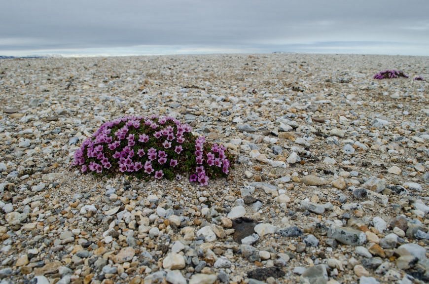 Yet, life still exists here in a way it does not in the Antarctic. Photo © 2015 Aaron Saunders